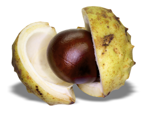 a horse chesnut